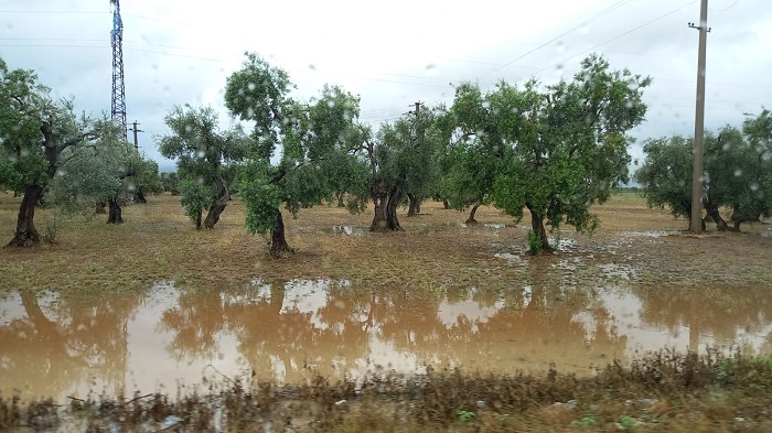 danni agricoltua maltempo salento