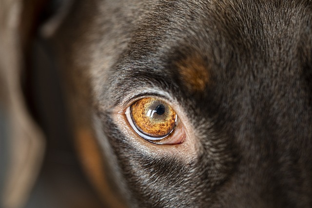 dog-g52adf8787_640