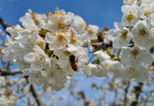 Festival degli Impollinatori 2026: a Cassano delle Murge tre giorni dedicati alla biodiversità