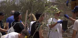 Il Giro dei Venti, piantati a Carpignano 250 alberi di ulivo