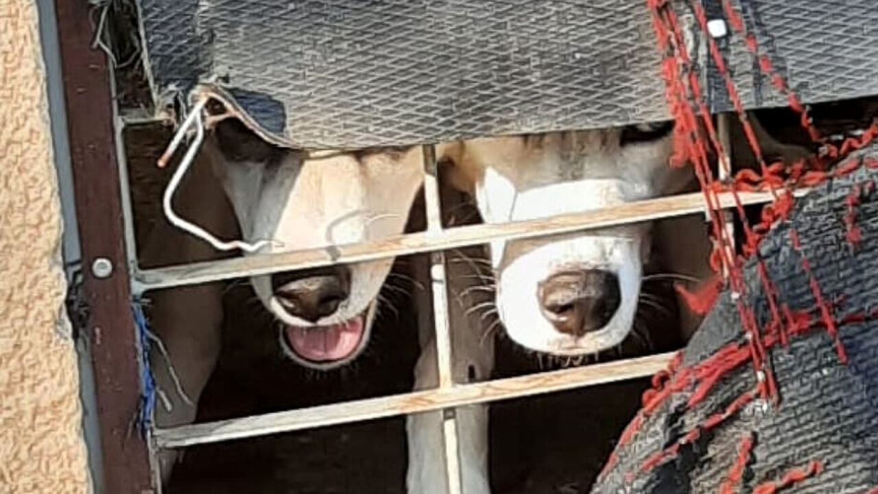 cani rinchiusi