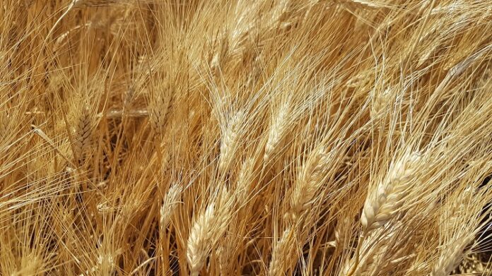 grano new 5401