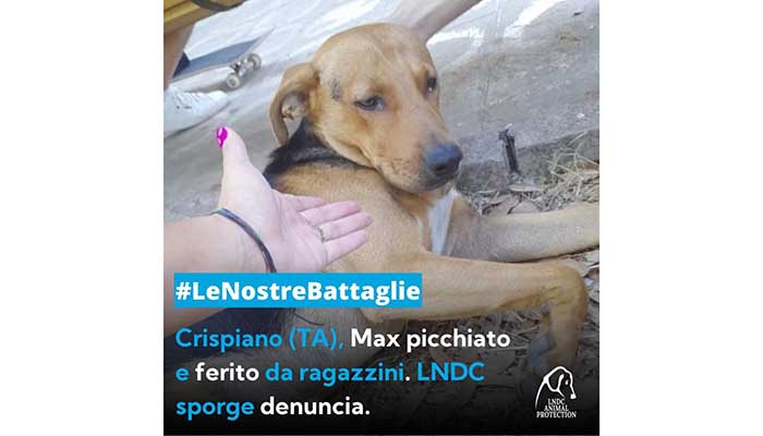 crispiano max