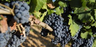 Aumentano le tutele per la produzione d’eccellenza del Primitivo di Manduria Doc