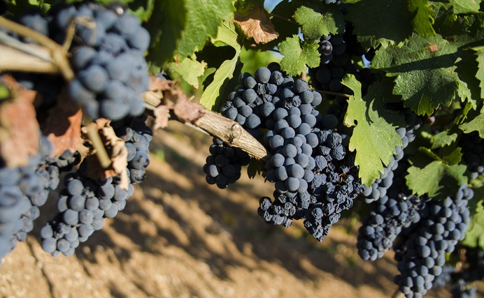 primitivo