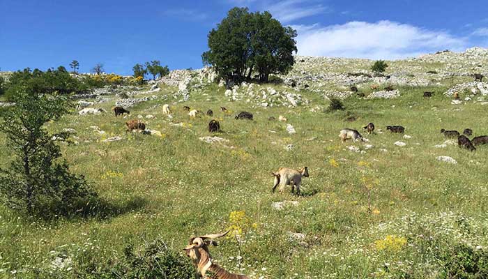 7-gregge-di-capre-al-pascolo
