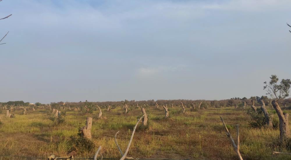 piana_ulivi_tagliati_xylella
