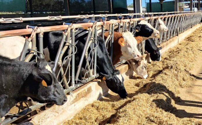 Azienda Agricola Biologica Querceta (2)
