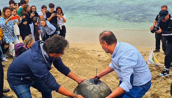 caretta caretta torre guaceto
