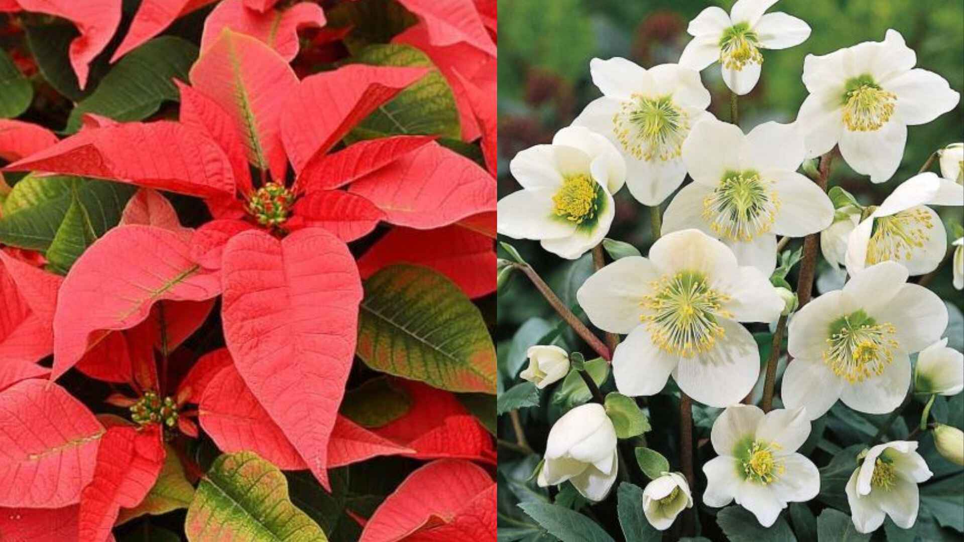 Stella di Natale e Rosa di Natale
