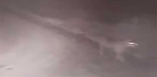 Un branco di lupi attacca un pony a Lizzanello, il video diventa subito virale