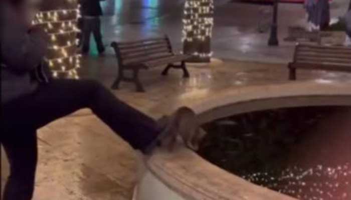 gatto fontana alberobello