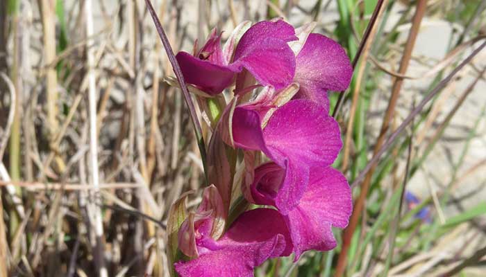 Serapicamptis_2