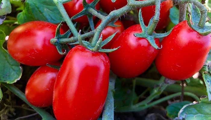 pomodoro 1