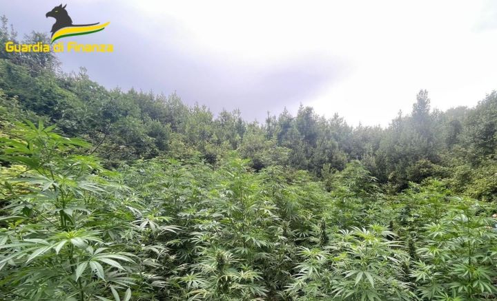 piantagione marijuana