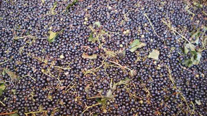 uva da vino 2