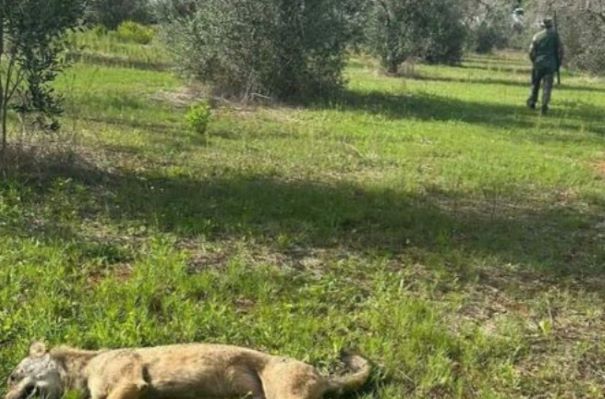 lupo corigliano