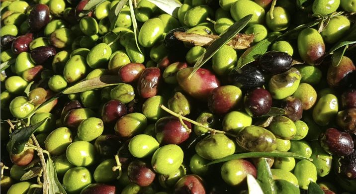 Olive nw 1124