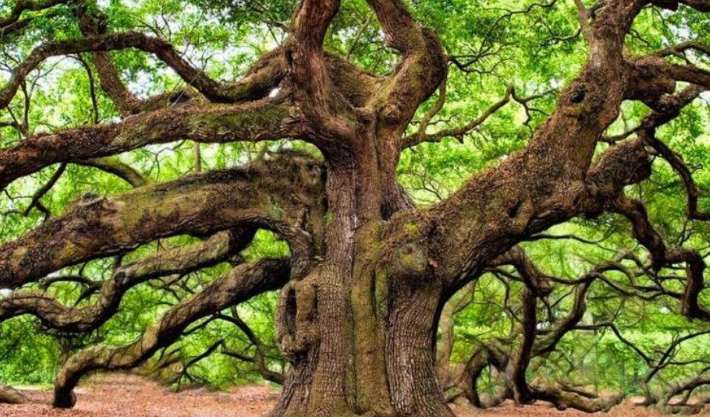 alberi monumentali puglia