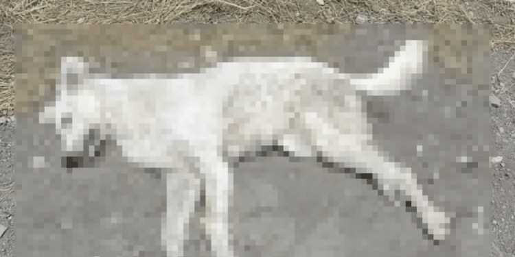 cane morto lucera