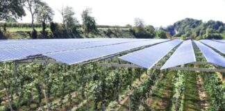 Agrivoltaico in Capitanata, alle aziende locali parte dei 75 milioni di euro dei progetti di Nadara