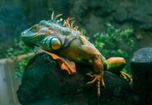 Animali esotici da compagnia: le specie più amate e diffuse