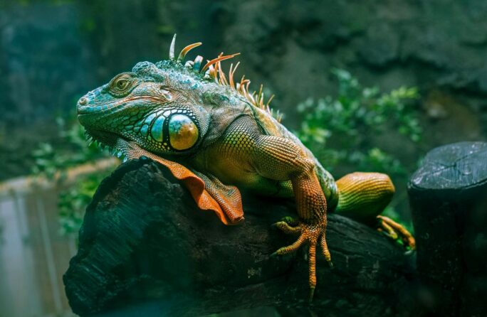 Animali_esotici_rettili_pexels-phamthe-17712761