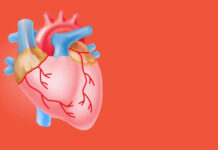 Il battito del cuore frena la crescita dei tumori nel tessuto cardiaco