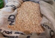 Grano duro, produzione italiana in ripresa, ma restano le criticità su costi e prezzi