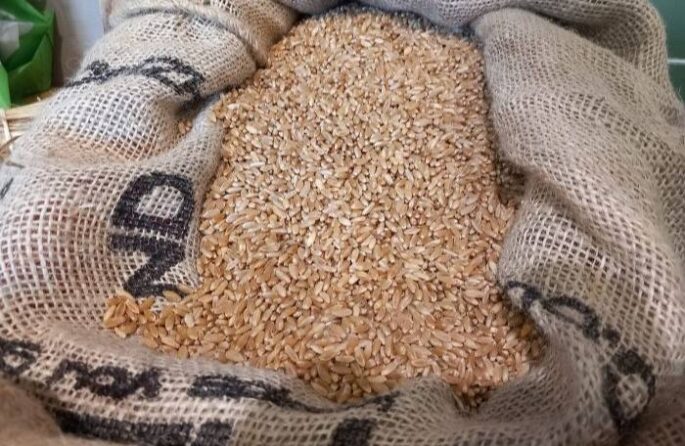 grano new 025