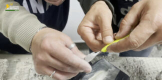 Genova, scoperti 11 kg tra cocaina e hashish nascosti in un carico di mattonelle