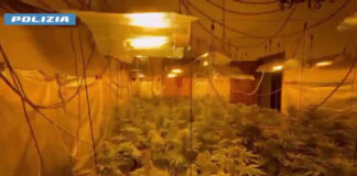 Serra indoor di marijuana scoperta nel Palermitano, arrestato un 19enne