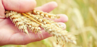 Grano, il modello Casillo fra tracciabilità e formazione