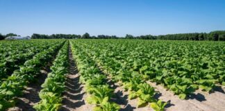 Tabacco, UNITAB Europa “L’Ue valuti l’impatto degli interventi normativi”