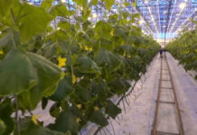 Agricoltura, produzione in lieve crescita e occupati in calo