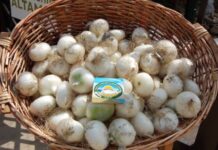 “Cipolla in Festa”: conto alla rovescia per il weekend a Margherita di Savoia