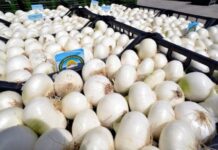 Dalla Calabria alla Puglia: a confronto due cipolle Igp del Mezzogiorno