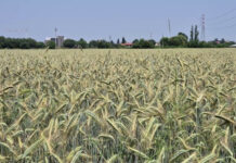 Agricoltura, nuove risorse dal ddl ColtivaItalia