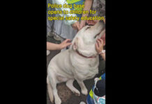 Cina, base di cani poliziotto accoglie bambini per educazione alla sicurezza