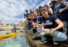 Domani a Castro saranno liberate quattro tartarughe marine recuperate e curate