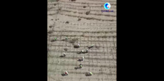 Cina, un corridoio verde protegge l’autostrada nel deserto di sabbie mobili