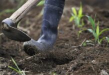 Cina, gli scarti agricoli diventano biochar ad alto valore