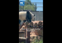 Cina, per i panda giganti una nuova area di 13 mila mq allo zoo di Pechino