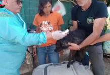 Sequestrati oltre 100 cani detenuti in gravi condizioni nel Palermitano, denunce