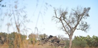 Revolea: nuova vita e design per gli Ulivi del Salento colpiti dalla Xylella