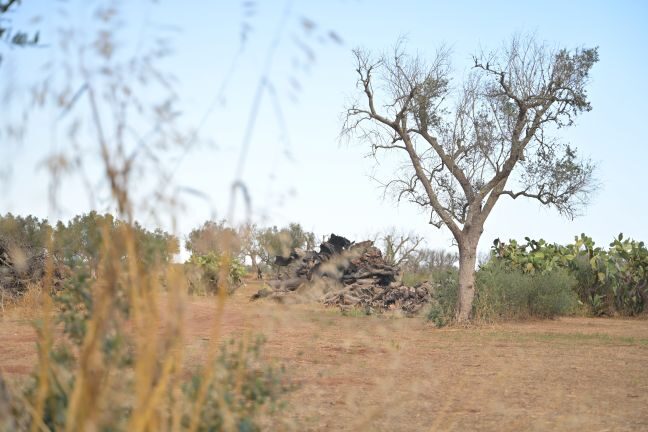 ulivo salento xylella