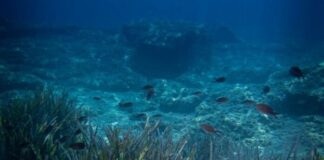 Il concorso fotografico per la tutela dei fondali della Puglia meridionale