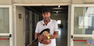 Emergenza abbandoni a Bari: Leccese visita il Canile, appello per le adozioni responsabili