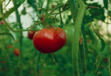 Pomodoro, il clima mette alla prova la raccolta