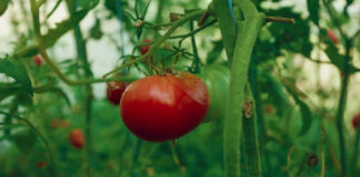 Pomodoro, il clima mette alla prova la raccolta